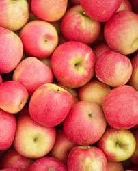 Organic Apples Elstar