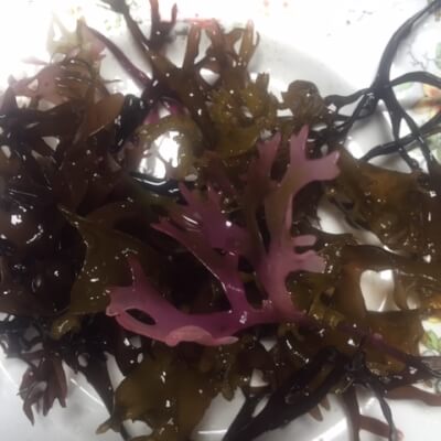 Carragheen Moss Sea Vegetable