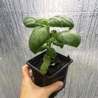 Coupar Angus Market Garden Sweet Genovese Basil Plant