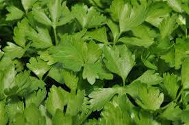  Bunched Cutting Celery 