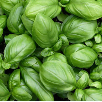 Coupar Angus Market Garden Basil NeighbourFood