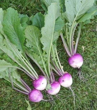 Purple Top Turnips Bunched