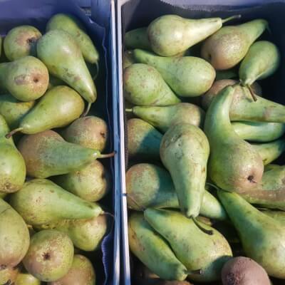 4 X Pears 