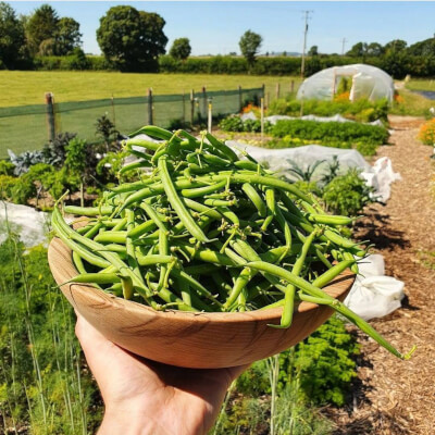 French Beans Plants (×6)
