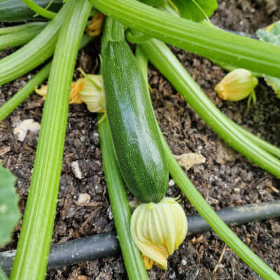 Courgette Plants (Green)