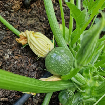 Courgette Plants (Round)