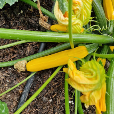 Courgette Plants (Yellow)
