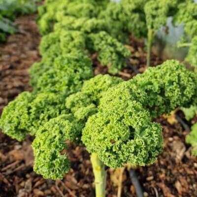 Mix Kale Plants (×6)