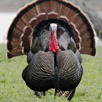 Sold Out-Free Range Herb Grazed Bronze Turkey-Sold Out