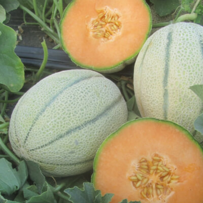Cantaloupe Melon (Limerick Grown)
