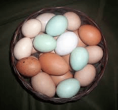 Free Range Coloured Eggs - Box Of 6