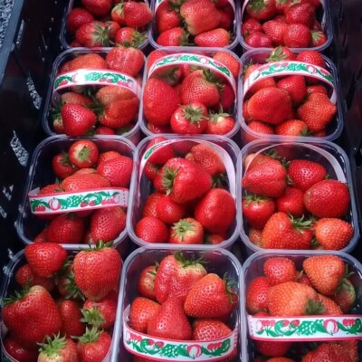 Kilkenny Strawberries 