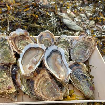 12 Natural Oysters 