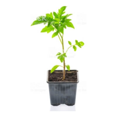 Plant - Organic Tomato Plant