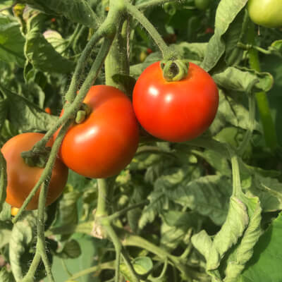 Organic Medium Tomatoes