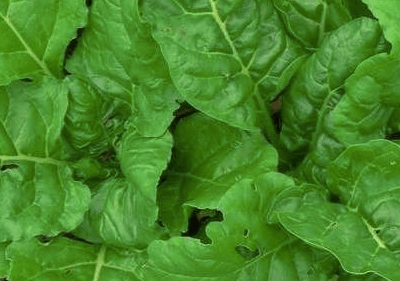 Organic Spinach