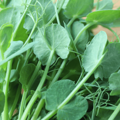 Organic Pea Shoots Micro Greens