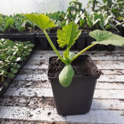 Organic Courgette Plant