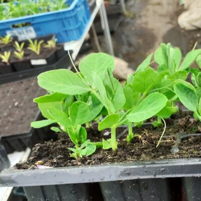 Organic Green Pea Plants