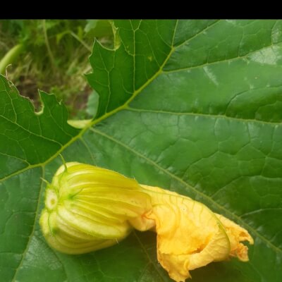 Edible Courgette Flowers