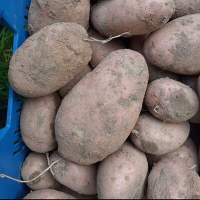 Potatoes  Maincrop Red Skin