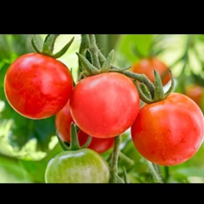 Organic Cherry Tomatoes 