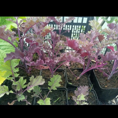 Plant - Redbor Kale