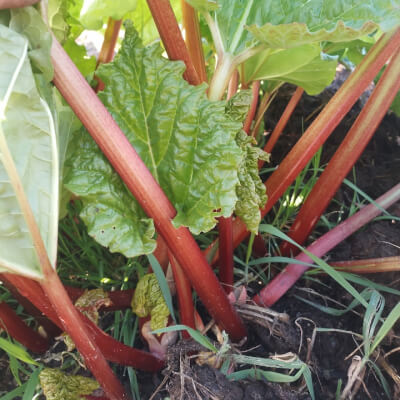 Organic Rhubarb