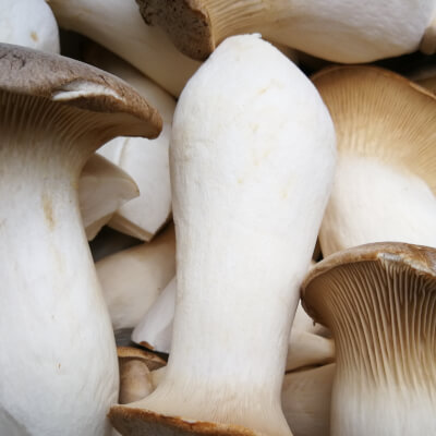 Fresh Mushrooms-King Oyster 