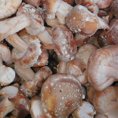 Fresh Mushrooms-Shiitake Mushrooms