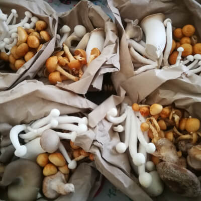 Fresh Mushrooms-Speciality Mix