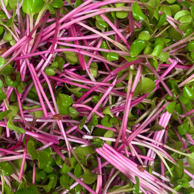 Microgreens Pink Radish
