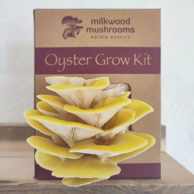 Yellow Oyster Mushroom Grow Kit