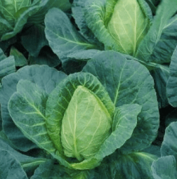 Young Spring Cabbage