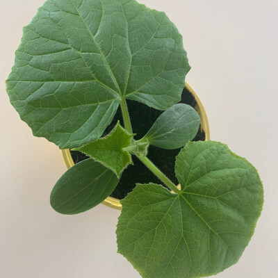 Organic Persika Cucumber Plant (10Cm Pot)