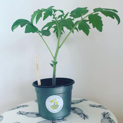 Organic Money Maker Tomato Plant