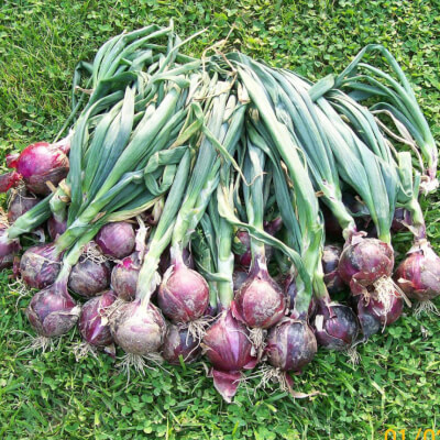 Red Onion 500G