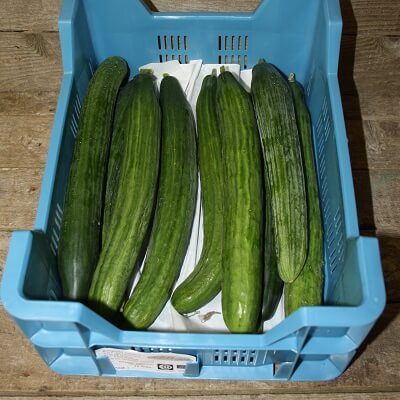 Cucumber Grown In Spain