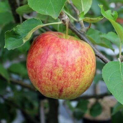 10Kg Organic Apples Holland