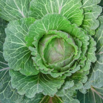 Green Savoy Cabbage (Ireland)