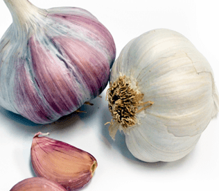Organic Purple Garlic 