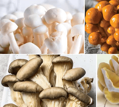 Organic Exotic Mushroom Mix