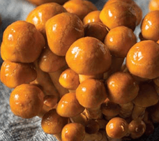 Organic Irish Nameko Mushrooms 