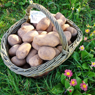 Organic Irish Potatoes