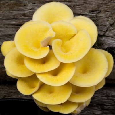 Organic Irish Yellow Oyster Mushrooms