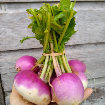 Turnips Purple Top