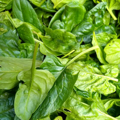 Spinach (Large Leaf)