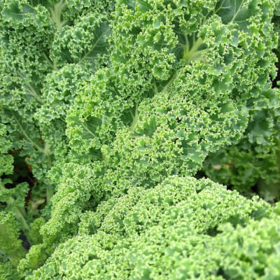 Kale Curly