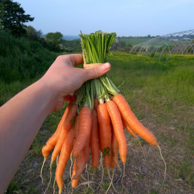 Sweet Snacking Carrots