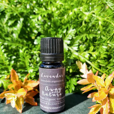 Lavender Essential Oil Organic 